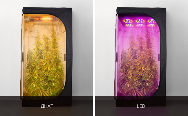 Выбор лампы для конопли ДНаТ и LED лампы в гроубоксе