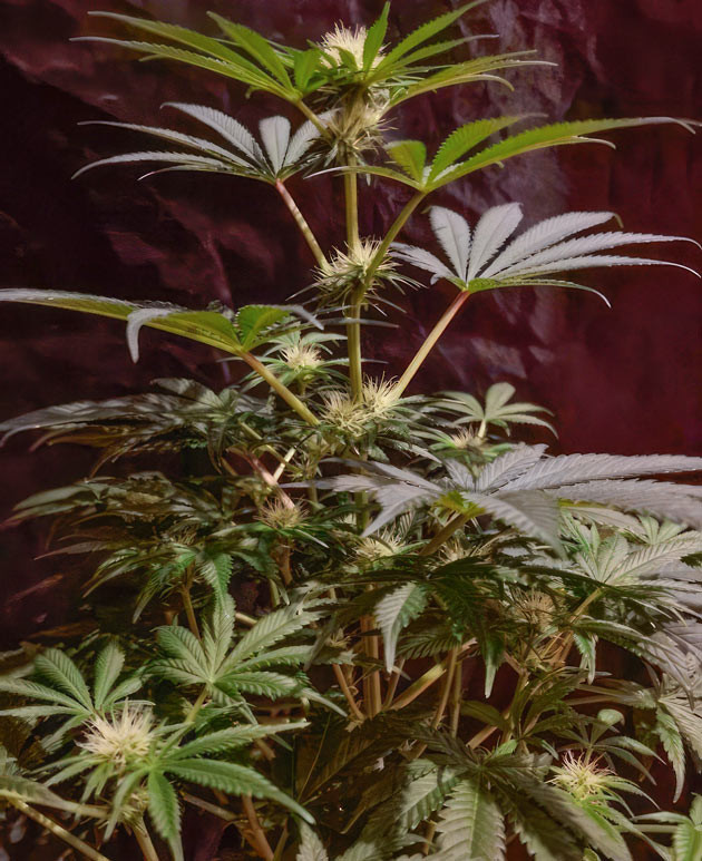 Конопля на 8 неделе роста