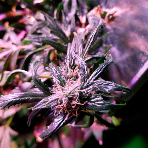 Последняя неделя перед харвестом Соцветие Big Bang перед харвестом