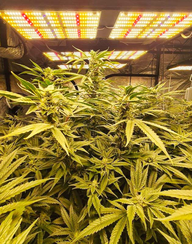 Цветение 10 неделе Кусты конопли под светодиодными лампами