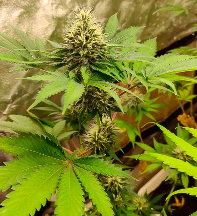 Стимуляторы цветения конопли Кусты Blueberry Hill от Herbies Seeds на 8 неделе