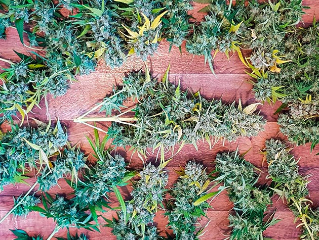 Пролечка после харвета Тримминг и сушка соцветий Shiskaberry