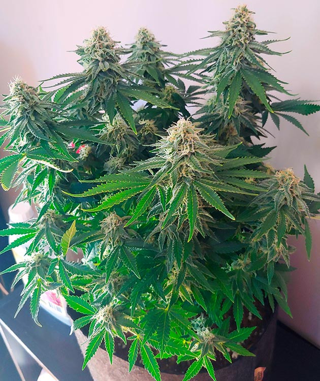 Десятая неделя выращивания Один из фенотипов сорта BCN Sour Diesel