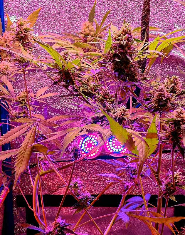Куст Original Auto OG Kush на 13 неделе