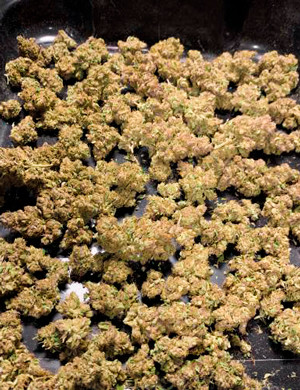 Собраный урожай 110 грамм шишек