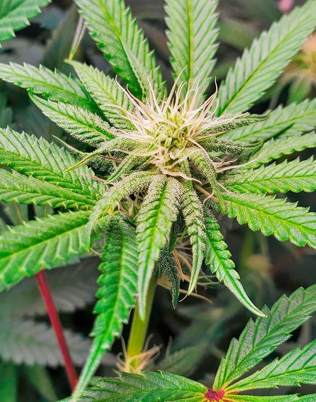 Дефолиация марихуаны Трихомы на шишках конопли