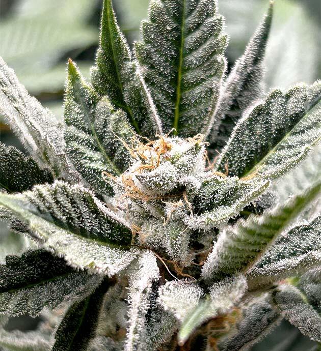 Развитие соцветий 15 неделя сорта RS11 x Banana OG от Barney's Farm