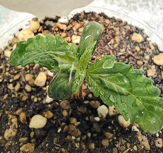 Конец первой недели выращивания Появление второго этажа листьев