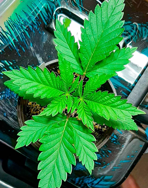 Пересадка растишки в горшок Росток Bruce Banner от сидбанка Семяныч на 2 неделе