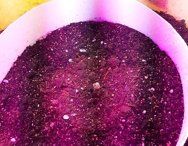 Начало выращивания конопли Росток сорта конопли Gorilla Glue Auto