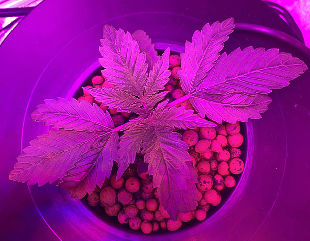 Purple Lemonade Auto дневник по выращиванию Гроурепорт сорта Purple Lemonade Auto