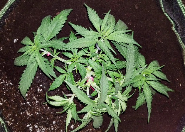 Расстояние от лампы до куста марихуаны 60 см Сорт марихуаны Amherst Sour Diesel на 5 неделе гровинга