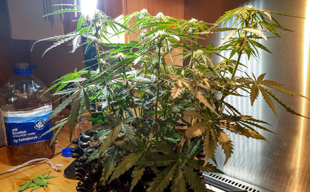 Цветущий куст на 5 неделе