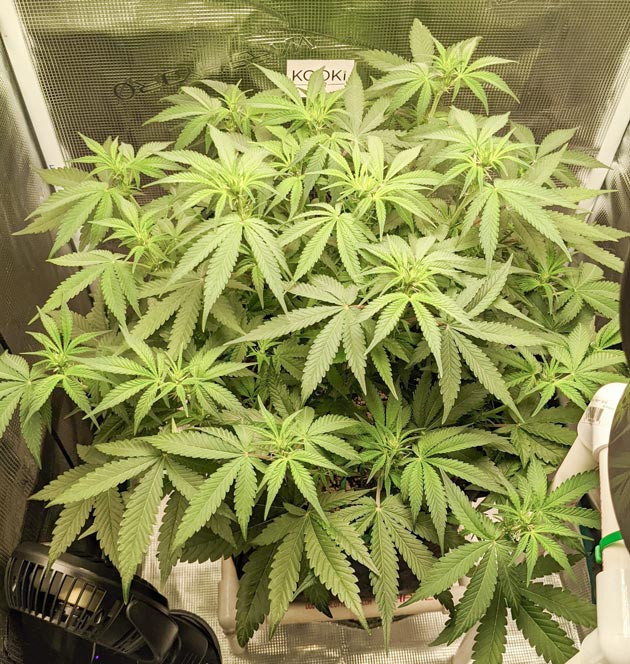 Переход к цветению Bruce Banner Auto Тщательный уход за растениями Bruce Banner Auto