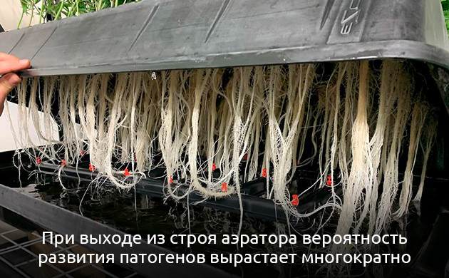 Профилактика и лечение патогенов у конопли Патогены и болезни конопли