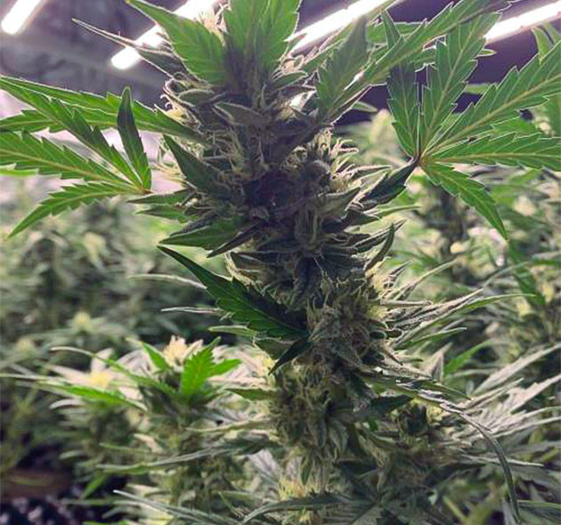 Появление оранжевых стигм Auto Mokum’s Tulip Auto Mokum’s Tulip: начало цветения