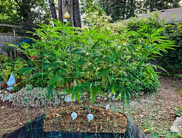 Начало цветения Куст Gorilla Cookies FF на 16 неделе выращивания