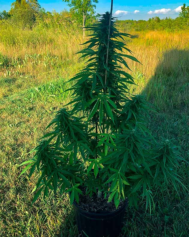 Цветение на 9 неделе выращивания Куст марихуаны на заднем дворе