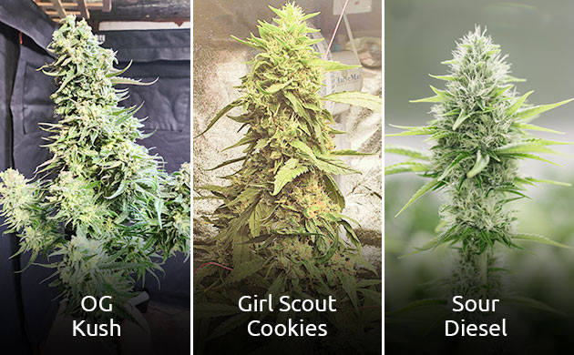 Гибриды: будущее коноплеводства Селекция и гибридизация каннабиса