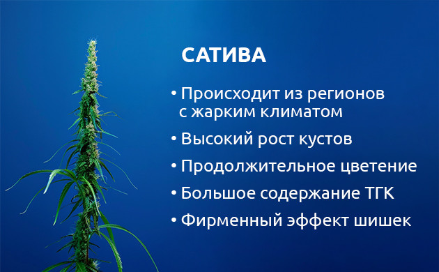 Каннабис сатива: тропический гигант Особенности произрастания и цветения сативы