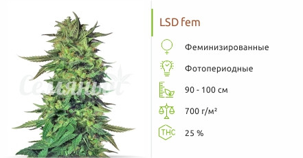 Сорт марихуаны LSD LSD от сидбанка Семяныч