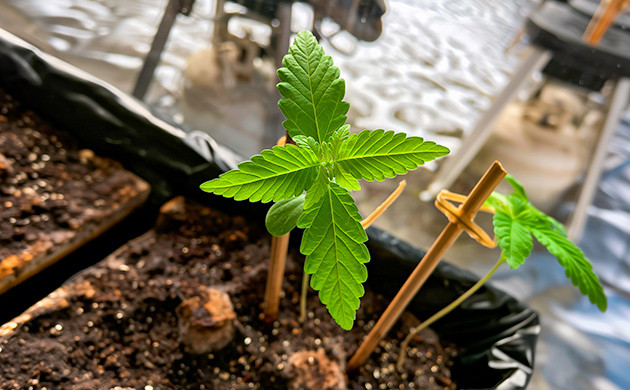 Эффективные методы поддержки саженцев Поддержка саженцев каннабиса