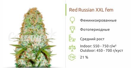 Сорт конопли Red Russian XXL Red Russian XXL fem (Victory Seeds)