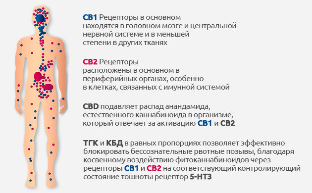 Тошнота и рвота как реакция на стресс Применение КБД при стрессовых расстройствах