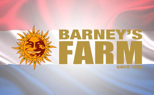 Уникальный бренд Barney’s Farm и его преимущества Barney’s Farm – представитель европейской селекции