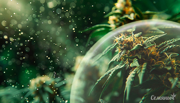 Сенсимилья: что это? Сенсимилья что это такое простыми словами