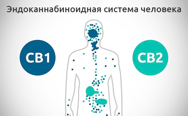 Взаимодействие каннабиноидов с ЭКС