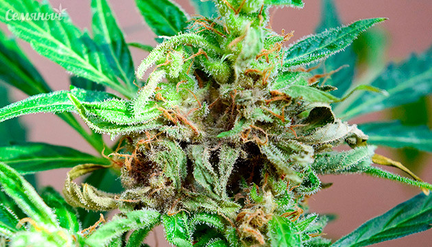 Как спасти свою шишку от гниения Как обнаружить и предотвратить гниение соцветий