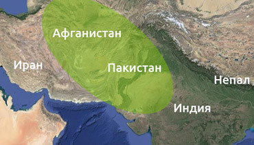 Территория произрастания Индики Пакистан и Афганистан являются родиной Индики