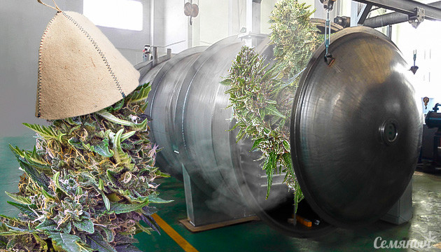 Сублимационная сушка конопли Сушка урожая в сублимационном аппарате