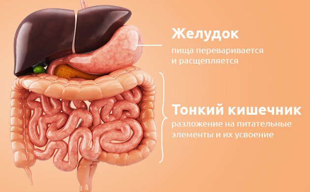 Усваивание каннабиноидов пищеварительной системой Работа желудка и кишечника по усваиванию пищи