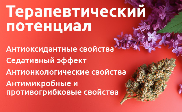 Терапевтический потенциал терпинолена Терпинолен: медицинские применения