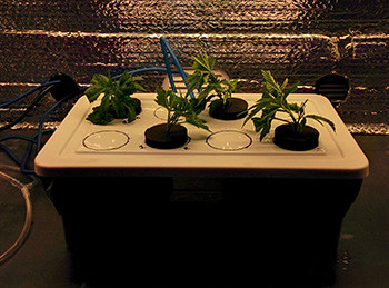 Начало выращивания 4 клона Fruit Punch