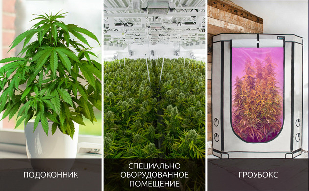 Выбор места для выращивания марихуаны Места для выращивания конопли