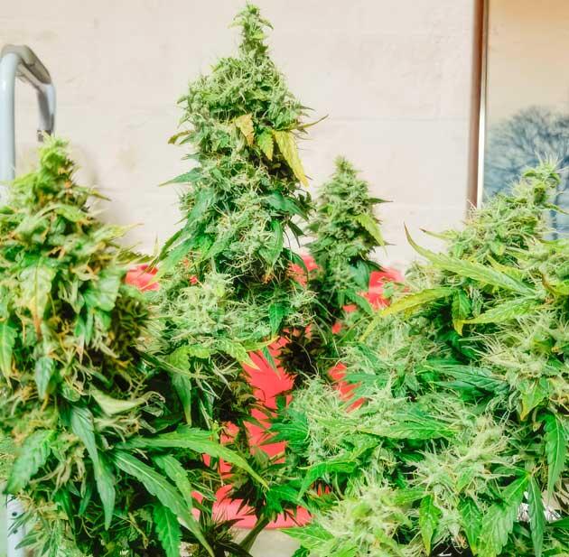 Подготовка к сбору урожая марихуаны Каннабис на 11 неделе роста
