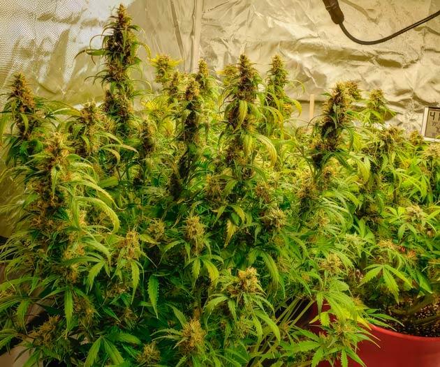 Признаки перекорма или засаливание субстрата у одного из кустов Кусты Northern Lights на 12 неделе выращивания