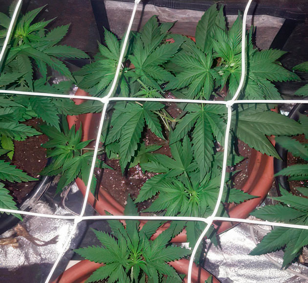 Установка сетки ScrOG Godzilla Original Glue GG#4 (Godzilla Glue #4) ростом 37 см