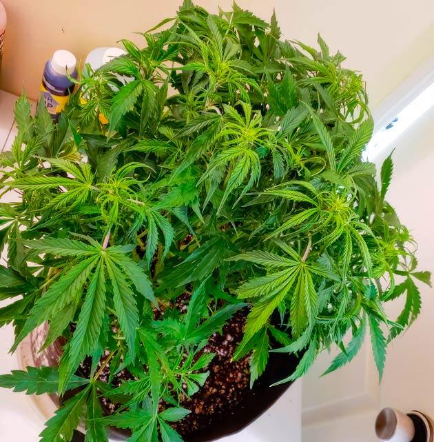 Переход в цветение 2 кустов 6-я неделя развития куста Northern Lights 10 of 10