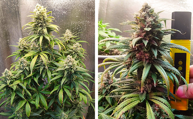 Девятая неделя выращивания Куст на завершающей стадии выращивания