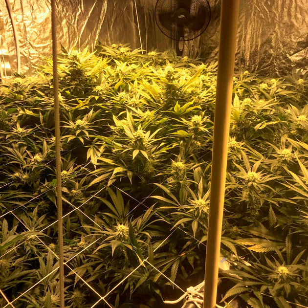 Десятая неделя Fruit Punch Auto Кусты с большими шишками