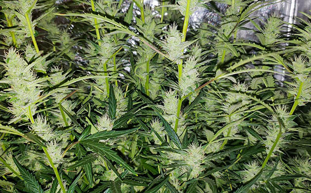 Десятая неделя цветения Соцветия на колах в белыми волосками