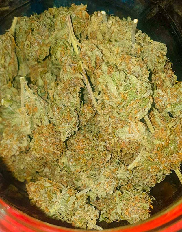 Общие впечатления о сорте Banana Purple Punch Auto Собранный урожай сорта Banana Purple Punch Auto