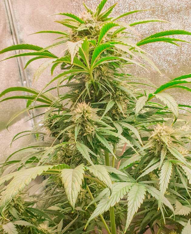 Куст Hellfire OG Auto от 7CH American на 10 неделе развития