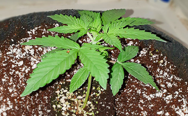 Формирование третьего этажа листьев Росток конопли 20 литровом гроубэге