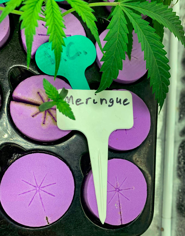 Пересадка семени конопли в горшок после проращивания Пересадка семени после образования корешка на 4й день в горшки