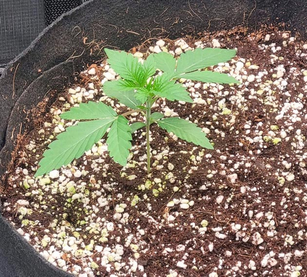 Каннабис на 2 неделе роста Вегетация марихуаны